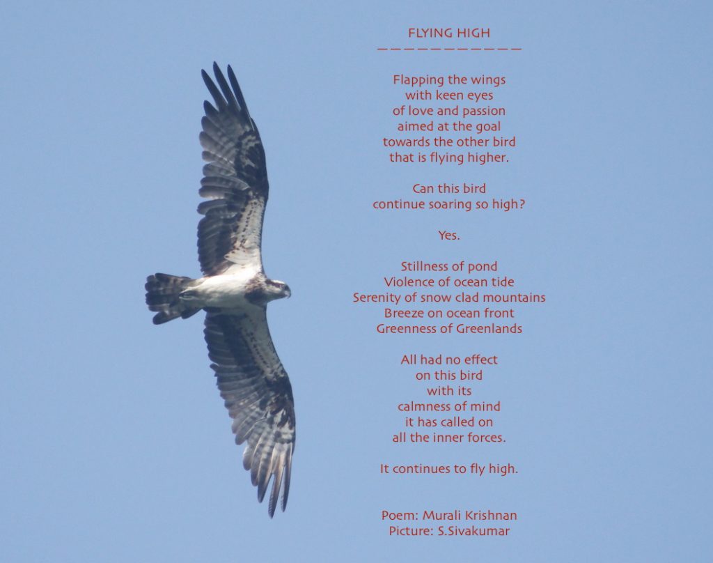 flying-high-poem-with-picture-bright-possibilities